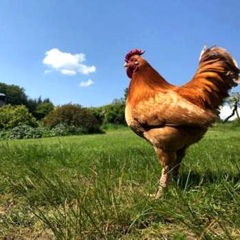 South Barlogan Farm